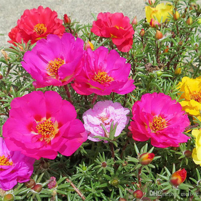 gorgeous moment Portuluca Mixed / Rose Seed Seed(25 per packet)