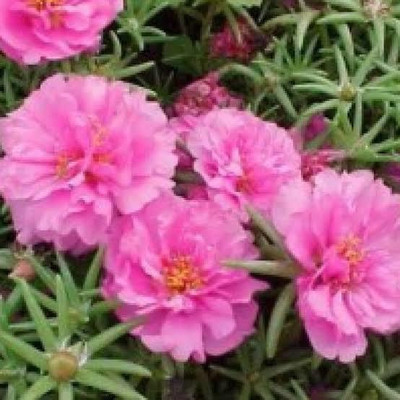 gorgeous moment Portuluca Mixed / Rose Seed Seed(25 per packet)