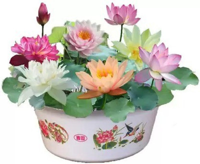 Aro Lotus, Kamal Seed(20 per packet)