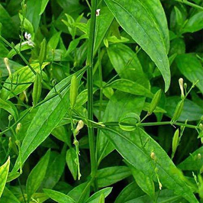 Kapebonavista Andrographis Paniculata Green Chirayta Sapling Plant, it is a plant not a seed Seed(1 per packet)