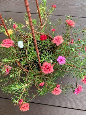 gorgeous moment Portuluca Mixed / Rose Seed Seed(25 per packet)