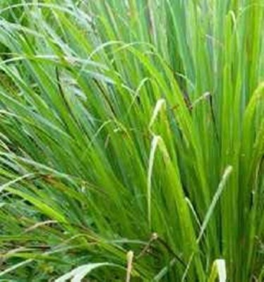 Kapebonavista lemon grass six month plant Seed(1 per packet)