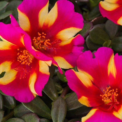 gorgeous moment Portuluca Mixed / Rose Seed Seed(25 per packet)