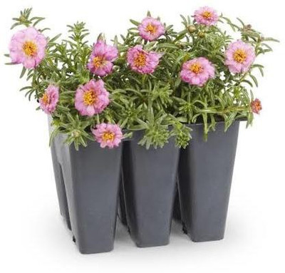 gorgeous moment Portuluca Mixed / Rose Seed Seed(25 per packet)