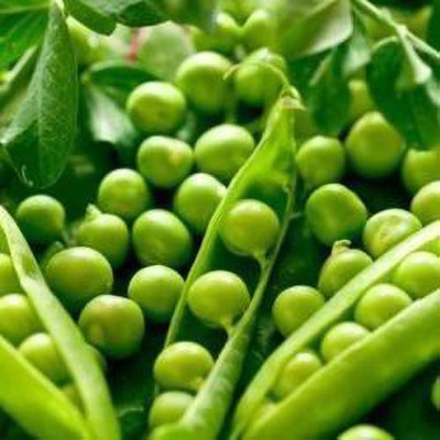 TRICONE Matar Seed(70 per packet)