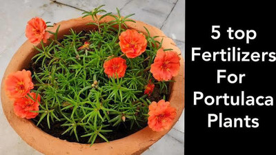 gorgeous moment Portuluca Mixed / Rose Seed Seed(25 per packet)