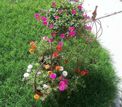 gorgeous moment Portuluca Mixed / Rose Seed Seed(25 per packet)