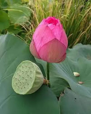 Aro Lotus, Kamal Seed(38 per packet)