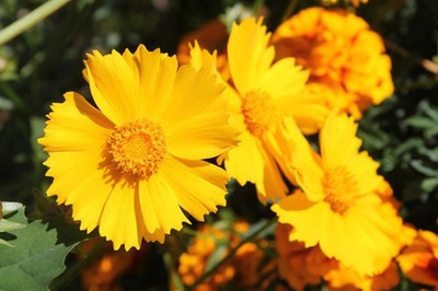 Mozette Coreopsis Flower Seed(17 per packet)