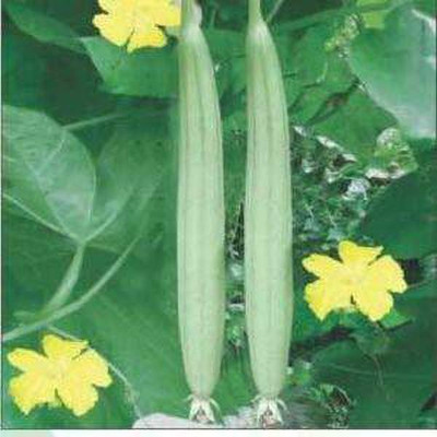 MKR Enterprises Spong Gourd Seed(50 per packet)