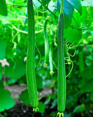 MKR Enterprises Sponge Gourd Seed(40 per packet)
