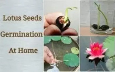 Chalisa Lotus, Kamal Seed(18 per packet)