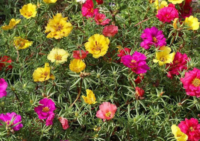 gorgeous moment Portuluca Mixed / Rose Seed Seed(25 per packet)