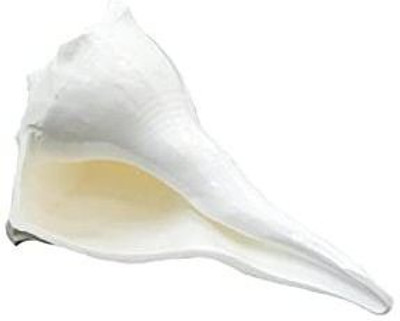 A1 Laxmi Ganesh Ekaant Sacred Dakshinavarti Lakshmi Pooja Shankh Sacred Shankh(White, Red)