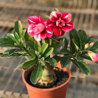 AquinnahGaden Adenium Plant(Hybrid, Pack of 1)