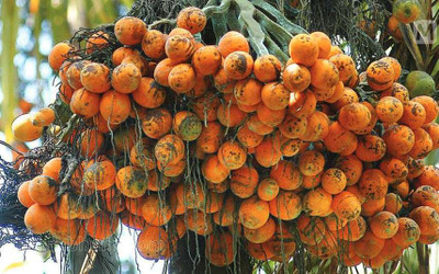 Ukanda Betel Nut/Supari Plant(Hybrid, Pack of 1)