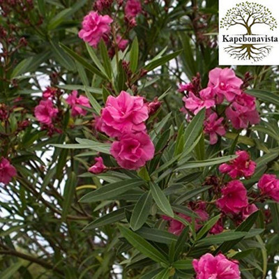 Kapebonavista Kaner Raktakarabi Arali plant, it is a plant not a seed Seed(1 per packet)