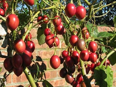 SHOP 360 GARDEN Tamarillo, Tree Tomato Fruit Seeds for Growing - Pack of 60 Seeds Seed(60 per packet)