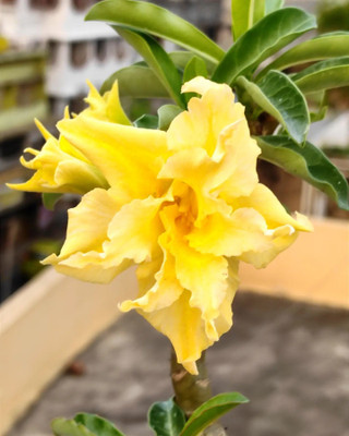 AquinnahGaden Adenium Plant(Hybrid, Pack of 1)