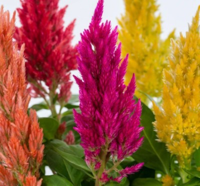 ZIXA Multicolor Celosia Seed(80 per packet)