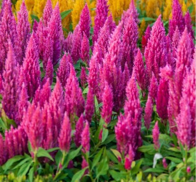 ZIXA COLORFUL CELOSIA Flower Seed(50 per packet)