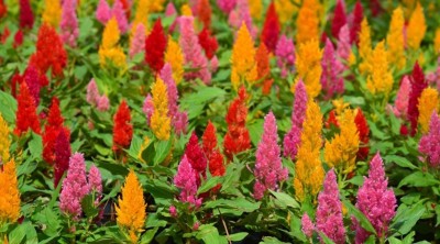 ZIXA Celosia Plumosa Seed(250 per packet)