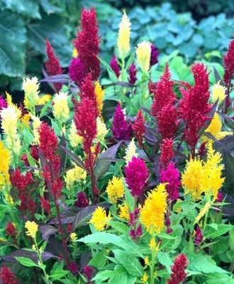 ZIXA Century Plume Celosia Mixture Seed(20 per packet)