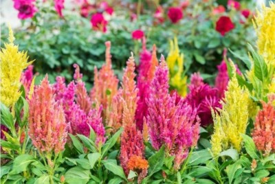 ZIXA COLORFUL Mixed CELOSIA Flower Seed(300 per packet)