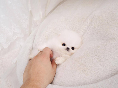 Cute Dog PhotoPaper Print Poster Photographic Paper(18 inch X 12 inch, Rolled)