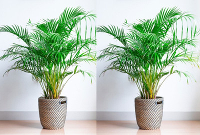 Cloud Farm Areca Palm(Hybrid, Pack of 1)