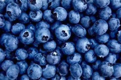 Aro Blueberry, Blueberries Seed(25 per packet)