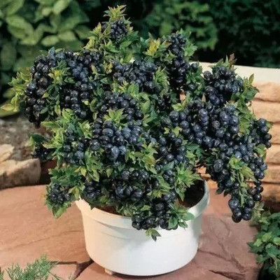 Aro Blueberry, Blueberries Seed(40 per packet)