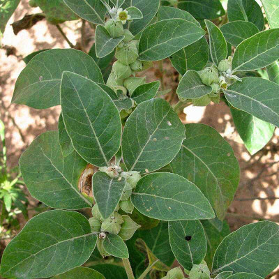 XOLDA Hybrid Ashwagandha Seed(55 per packet)