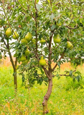 Chalisa Pear Seed(19 per packet)