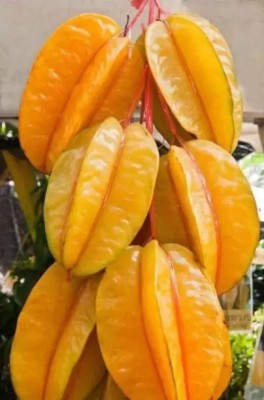 Aro Carambola, Star fruit Seed(22 per packet)