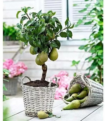 Chalisa Pear Seed(65 per packet)