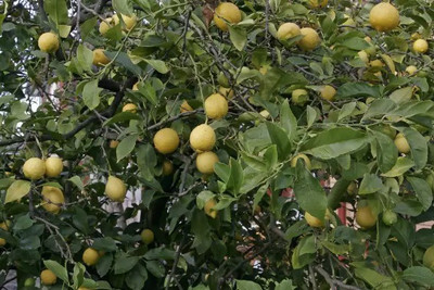 MAA Lemon, Nimbu Seed(46 per packet)