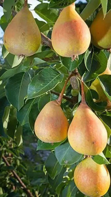 Chalisa Pear Seed(26 per packet)