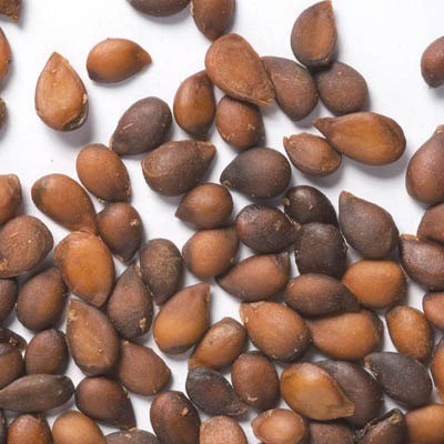 Aro Pear Seed(95 per packet)
