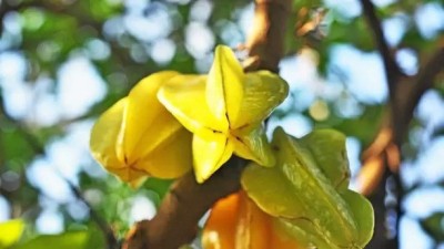 Chalisa Star Fruit, Carambola Seed(50 per packet)