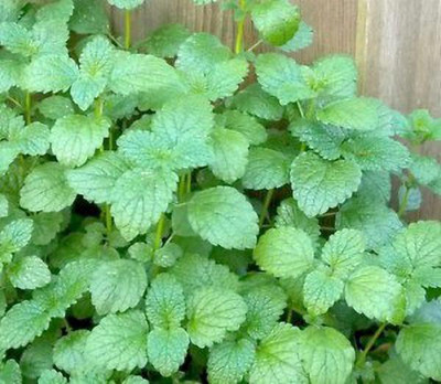 Mozette Balm Mint Seed(52 per packet)