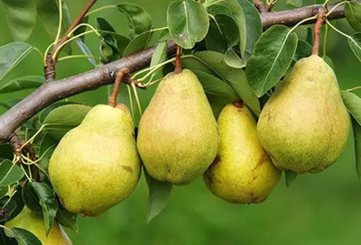 Aro Pear Seed(22 per packet)