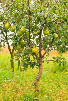 Chalisa Pear Seed(58 per packet)
