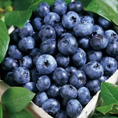 Aro Blueberry, Blueberries Seed(35 per packet)