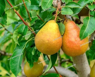 Chalisa Pear Seed(70 per packet)
