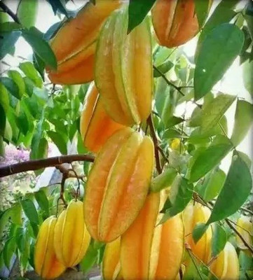 Aro Carambola, Star fruit Seed(24 per packet)