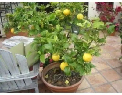 Aro Lemon, Nimbu Seed(13 per packet)