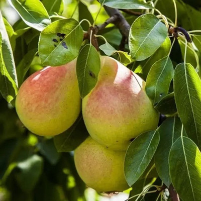 MAA Pear Seed(82 per packet)