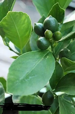 Chalisa Lemon Seed(10 per packet)