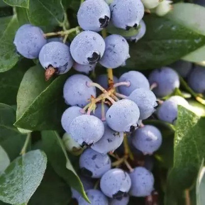 Aro Blueberry, Blueberries Seed(50 per packet)